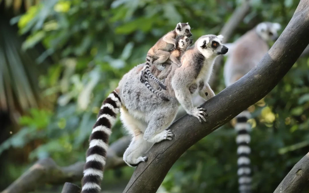 Le ZooParc de Beauval – Centre Val de Loire
