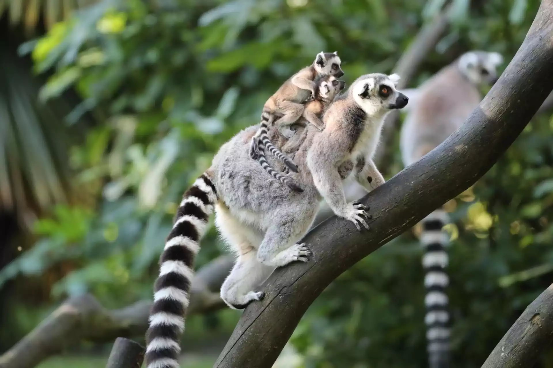 Le ZooParc de Beauval