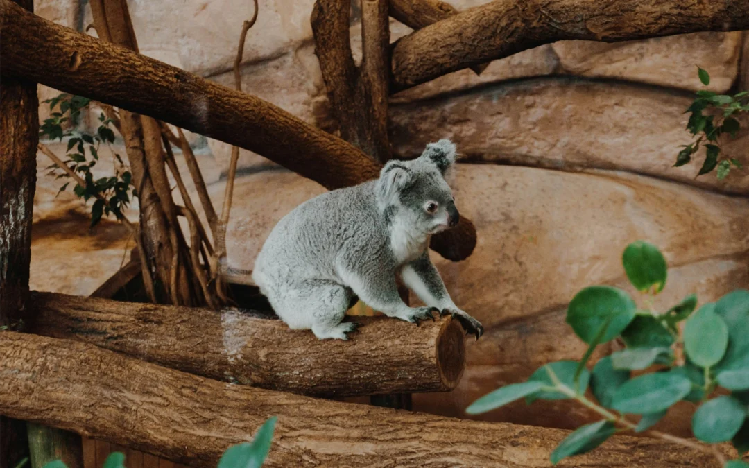Le ZooParc de Beauval