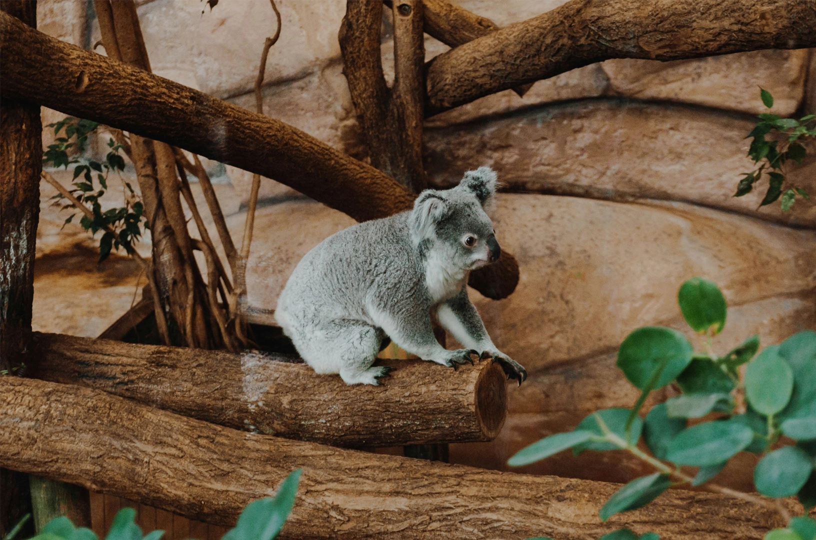 beauval voyages le net